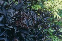 Sambucus nigra produces purplish-black berries that hang in heavy bunches are mildly poisonous if eaten raw but they are edible after cooking